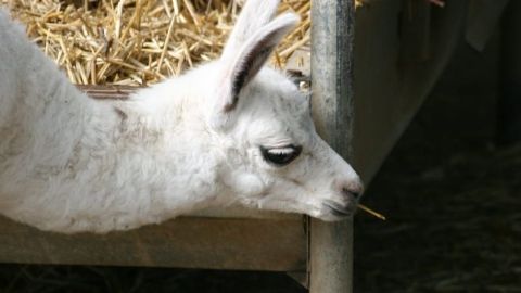 Ardèche Lamas